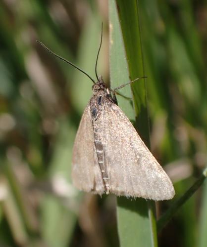 Pyrausta despicata
